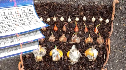 Florile pe care să le plantezi în martie 2024. Vei avea o grădină ca în povești