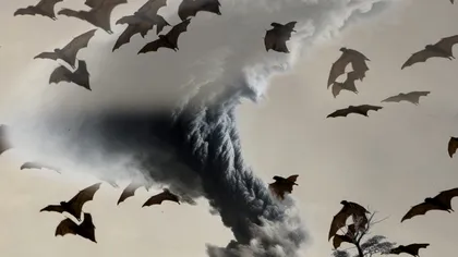 O „tornadă” de 300.000 de lilieci a lovit acest oraș. Nici avioanele nu au putut zbura