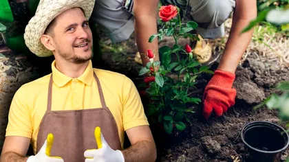 Până când poți planta trandafirii în curte, dacă nu ai făcut-o în noiembrie. Sfatul vital al grădinarilor