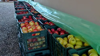 Se strică producția de mere din România în acest an? Alerta dată la Voinești, ce pericol este