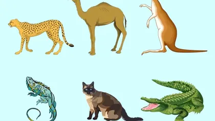 Test de inteligenţă aparte. Există un animal intrus în imagine, poţi să îţi dai seama care este?