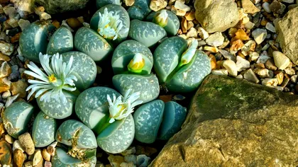 Ce sunt pietrele vii şi de ce trebuie să le ai în grădină. Secretul grădinarilor de top