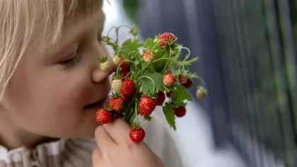 Fructul pe care copiii nu ar trebui să-l consume. Ce avertisment dau specialiștii