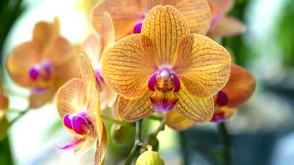 Regula de 10 zile care îţi asigură o orhidee plină de flori. Vor fi mai frumoase şi mai mari ca niciodată, ce trebuie să faci