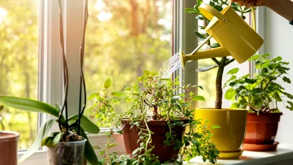 Planta specială pe care trebuie să o ai în casă, îți aduce noroc în dragoste