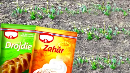 A presărat drojdie şi zahăr în grădină. Totul s-a schimbat în doar 5 zile