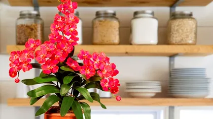 Alimentul din bucătărie care îţi transformă plantele de apartament sau cele din grădină în câteva zile. Vor înflori rapid, ce trebuie să faci