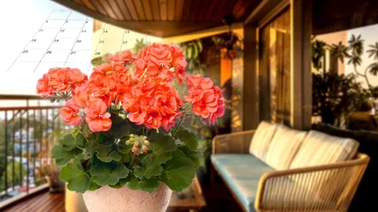 Când se scot mușcatele afară. Detaliul care le face să nu mai înflorească