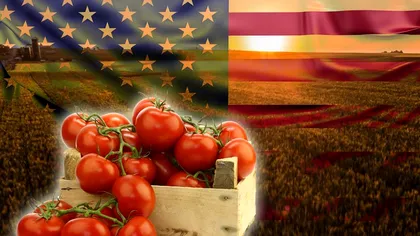 Ce fac americanii pentru a avea roșii mari și recolte bogate. Detaliile care fac diferența