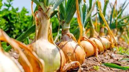 Ce legume să pui în pământ lângă ceapă. Aroma plantei va fi mult mai intensă, dacă vei proceda așa