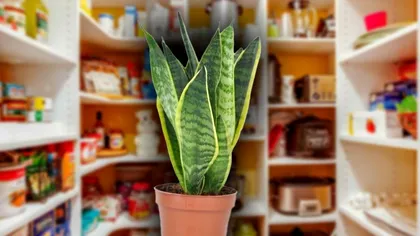 Ce să pui în ghiveciul cu 