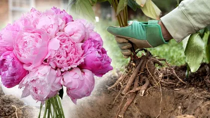 Ce să pui în groapa bujorilor, înainte să îi plantezi. Secretul grădinarilor profesioniști