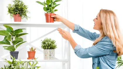 Cele 5 plante care te scapă de praful din casa ta. Purifică aerul, trebuie să le ai în camera de zi