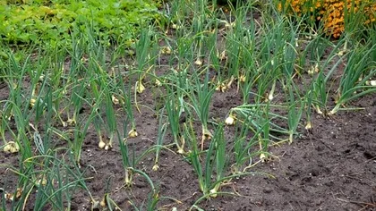 Cu ce să stropești ceapa pentru a scăpa de bolile care afectează recolta. Te vei bucura de legume proaspete