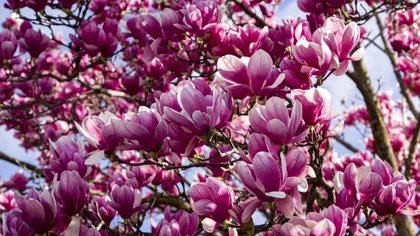 Cum arată cea mai bătrână magnolie din București, are peste 100 de ani! Merită văzută