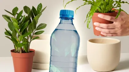 Cum îţi dai seama că plantele din ghiveci au nevoie de apă. Nu trebuie să atingi pământul, trucul e genial