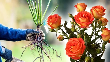 Cum să stimulezi creșterea rapidă a trandafirilor. Așa trebuie să-i plantezi la final de martie