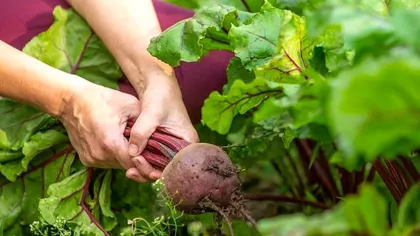 Ce legume să plantezi lângă sfecla roșie. Aceste perechi de plante vor maximiza nutrienții din sol