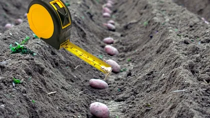 La ce distanţă se pun cartofii în grădină. Aşa au suficient spaţiu pentru a creşte mari