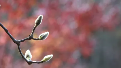 Mugurii de magnolie nu înfloresc în curtea ta? Ce schimbări trebuie să faci