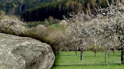 Nu mai pune pietre în jurul pomilor din livadă. Unde trebuie așezate, de fapt, pentru o producție roditoare