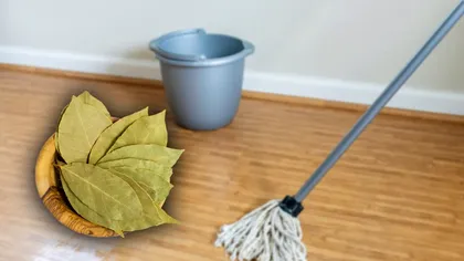 De ce să pui frunze de dafin în găleata mopului. Secretul gospodinelor pricepute, scapi de o mare problemă