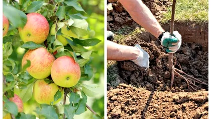 Cum trebuie plantați pomii fructiferi în groapă în luna martie. Secretul grădinarilor prin care vei avea roade bogate