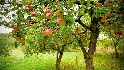 La ce distanță minimă trebuie plantați pomii fructiferi. Nu vor avea lumină naturală și nu vor mai crește la fel de mari