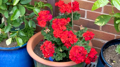 Când trebuie să scoți mușcatele afară în fiecare primăvară. Regula care ajută să înflorească mai mult