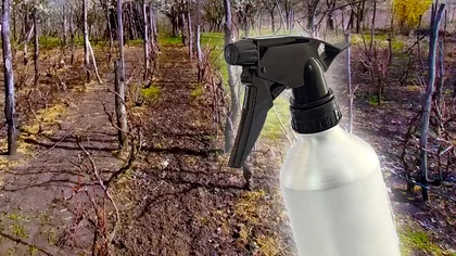 Ce trebuie să faci cu viţa de vie înainte să înflorească pentru o recoltă bogată de struguri. Secretul stă într-o singură stropire