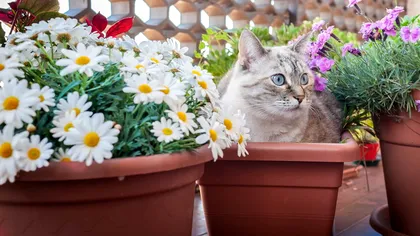 Eşti obligat să tolerezi pisica vecinului în curtea ta? Ce spune legea, de fapt