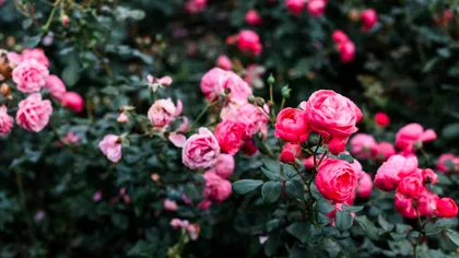 Cele două ingrediente din bucătărie care schimbă culoarea trandafirilor imediat. Aşa vor înflori şi mai repede