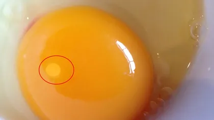 Ce reprezintă punctul alb de pe gălbenuş, dilemă pe un grup de Facebook. Este sau nu bun pentru consum uman?