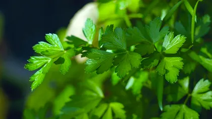 Cum sunt păcăliți clienții în piețe. Ce primesc în loc de pătrunjel, la un preț amețitor. De banii aștia cumperi mușchi de porc