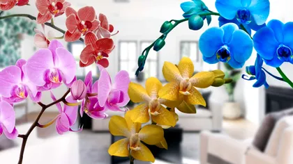 Fructul pe care să îl amesteci cu bicarbonat de sodiu pentru o orhidee fix ca în florării. Aşa va fi mereu înflorită