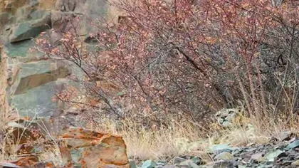 Iluzia optică virală pe internet. Unde este leopardul din imagine? Mulţi nu îl văd nici în 9 secunde