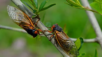 Insectele care apar doar o dată la 17 ani. Sunt și în România, fac multă gălăgie