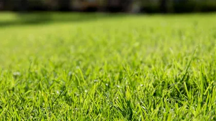 Păstrează gazonul verde și frumos cu acest produs pe care toată lumea îl are în casă. Ucide buruiana și alungă insectele