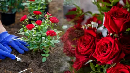 Trucurile de pe Facebook pentru trandafiri mereu înfloriţi. Ce secrete simple au grădinarii de excepţie