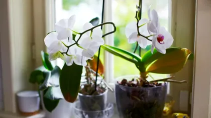 Unde să pui orhideea în casă ca fie mereu plină de flori. Locul ideal pentru această plantă superbă