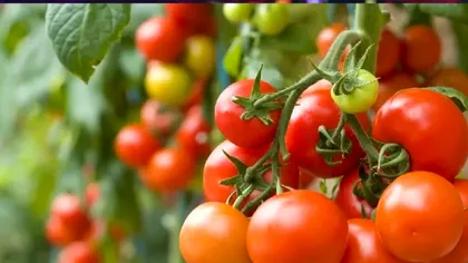 Florile pe care să le plantezi printre legumele din grădină. Dublează recolta și le menține sănătoase