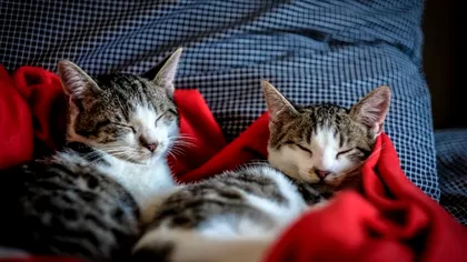 Ce să faci cu animalele de companie când pleci în concediu. 8 soluții care îți vin în ajutor