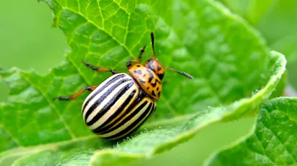 Cel mai bun insecticid natural pentru cartofi. Așa îi scapi de gândacii de Colorado