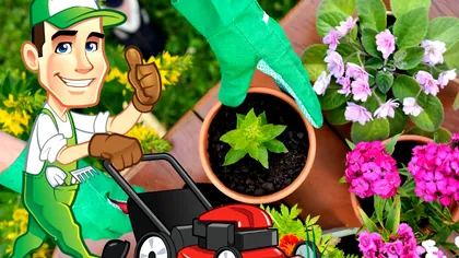 Florile care trebuie plantate în grădină în iulie 2024. Au un parfum îmbietor și arată superb