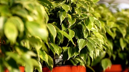 Scapă imediat de aceste plante din casă! Sunt interzise în Feng Shui, atrag ghinionul și necazurile ca un magnet