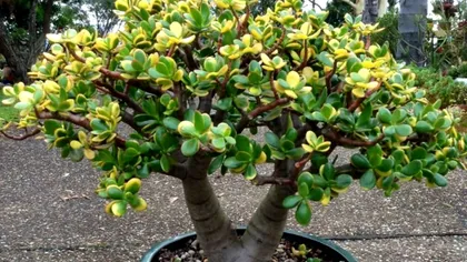 Nu mai uda planta banilor cu apă de la robinet. Greșeala care îți distruge florile din casă, cum trebuie să procedezi, de fapt