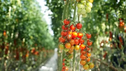 De ce trebuie să apleci răsadurile de roșii în grădină. Tehnica pe care să o aplici imediat, efectul e nebănuit