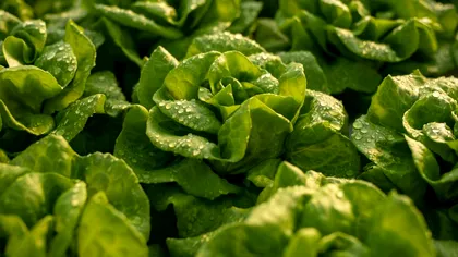 Trucul coreenilor pentru ca salata să rămână proaspătă până la 60 de zile. Secretul pe care trebuie să îl știe orice gospodină