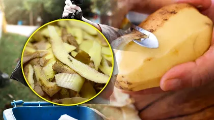 10 utilizări surprinzătoare ale cojilor de cartofi. Nu te-ai fi gândit să le folosești așa, vei regreta că le-ai aruncat la gunoi