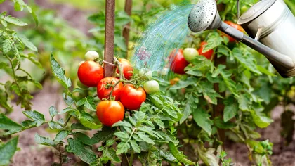 Când se udă roșiile pe timp de caniculă. Greșeala care poate distruge întreaga recoltă, sfaturile grădinarilor
